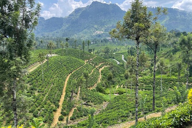 Private Transfer - Kandy to ella drop off and pick up - Who should book this transfer and who should not