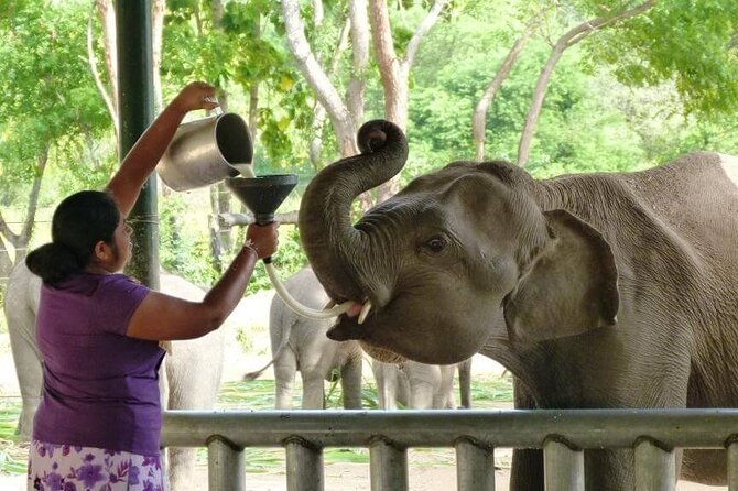 Private Udawalawa Safari Plus Elephant Transit Home Day Trip - Price and what $185 buys you in real terms