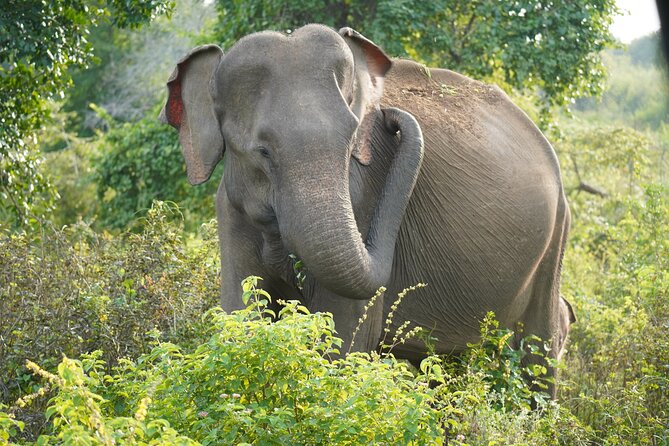 Private Udawalawe Safari Tour with Elephant Transit Home - Guide Quality and the English-Friendly Advantage