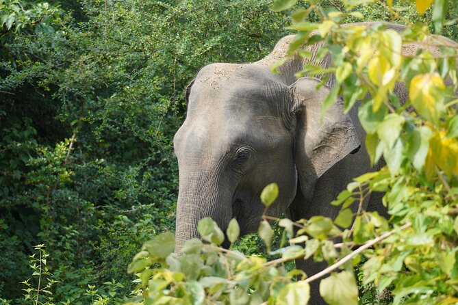 Private Udawalawe Safari Tour with Elephant Transit Home - The 3-Hour Jeep Safari: How the Time Is Used