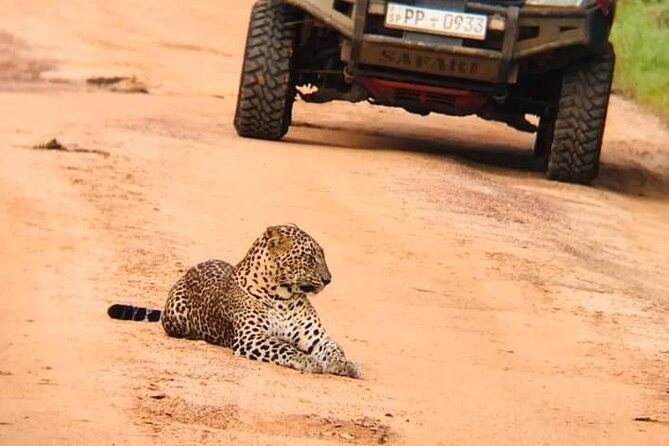 Private Wilpatu National Park Leopard safari from Colombo/Negambo - Key takeaways before you book