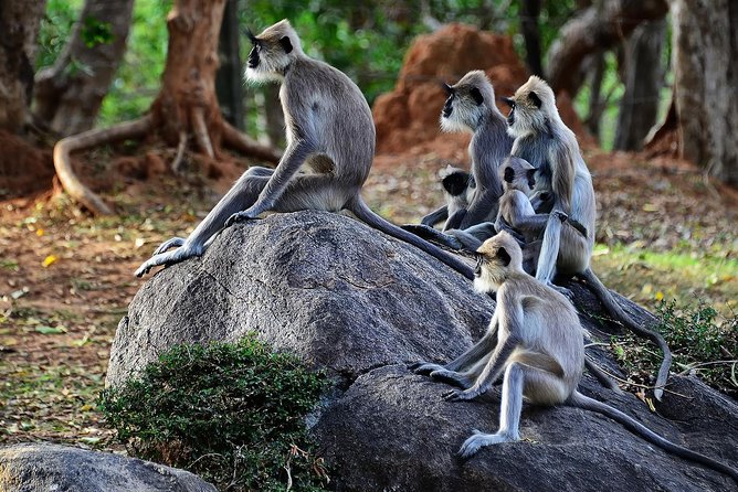 Private Yala Safari Day Trip & Exclusive Beach BBQ Dinner - Palatupana beach near Yala: wine, privacy, and bonfire dinner