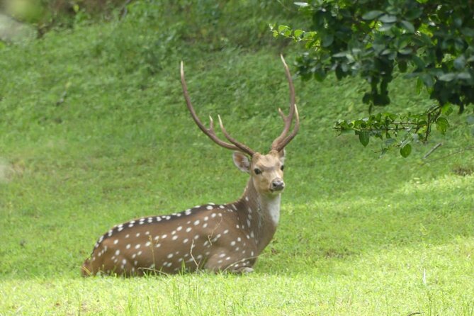 Private Yala Safari Full or Half Day Leopard Tour - Why Yala is the right stage for a leopard safari