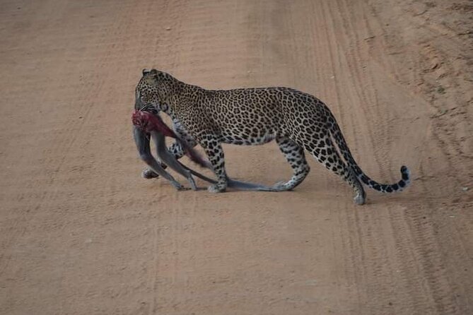 Private Yala Safari Full or Half Day Leopard Tour - Pickup and timing from Tissamaharama