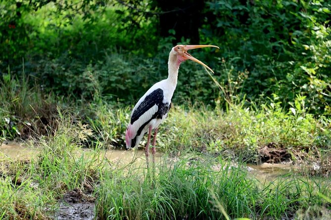 Private Yala Safari Full or Half Day Leopard Tour - Lunch, water, and how food fits the day
