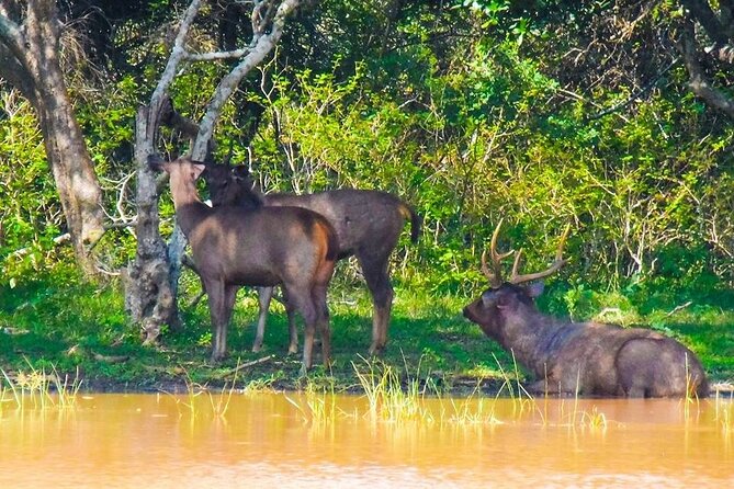 Private Yala Safari Full or Half Day Leopard Tour - Price and value: what the $75.32 includes, and what it does not
