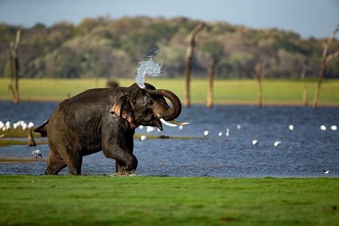 Rangiri Jeep Safari Sigiriya Lion Rock & Evening Jeep Safari - Key Things That Matter on This Tour