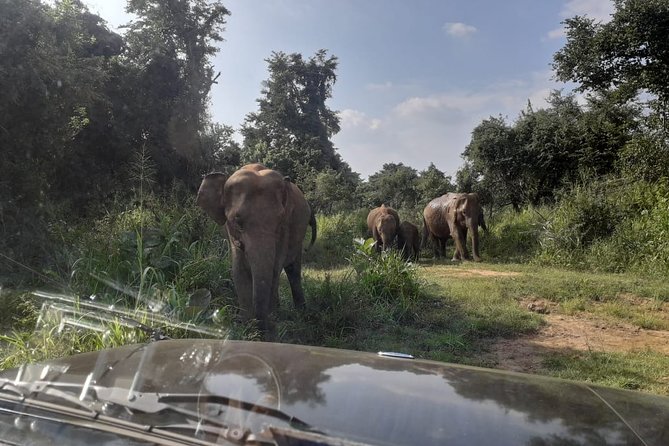Rangiri Jeep Safari Sigiriya Lion Rock & Evening Jeep Safari - Pickup, Private Jeep Comfort, and the Small Details You Should Not Ignore