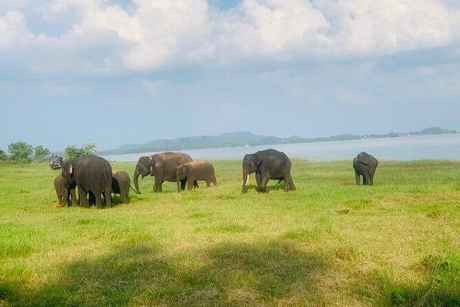 Safari Adventure in Minneriya national Park Sri Lanka - Minneriya National Park: where the elephants meet the water