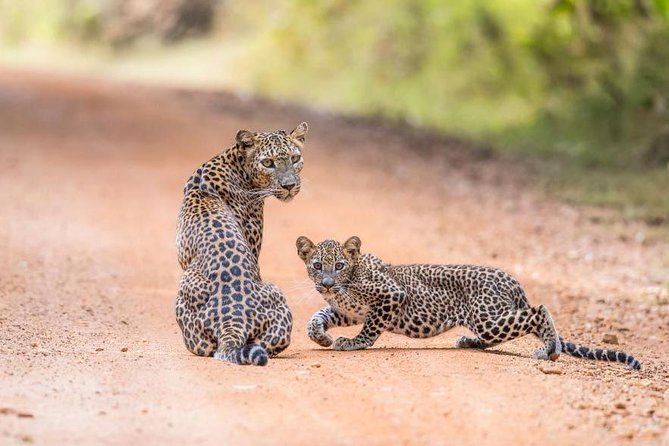 Safari at Wilpattu National Park from Negombo (All inclusive day tour) - Your Jeep safari inside the park: making the most of 5 hours