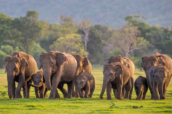 Safari Day Tour to Sigiriya Lion Rock and Golden Cave Temple - Price and value: what the $45 covers, and what it does not