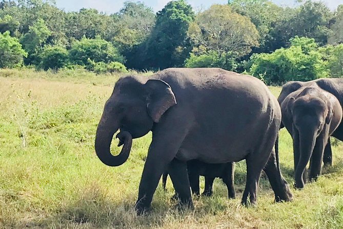 Safari Tour at Minneriya National Park - Key highlights to plan your elephant day