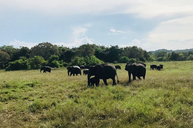 Safari Tour at Minneriya National Park - Morning or Afternoon: When Minneriya fits your day