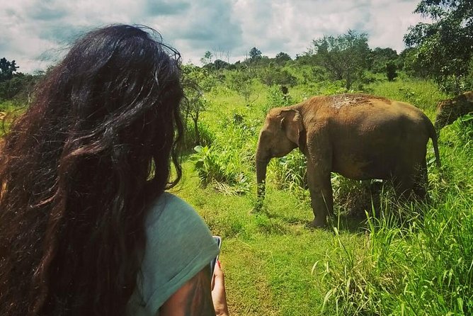 Safari Tour at Minneriya National Park - Price and value: is $76 per person worth it?