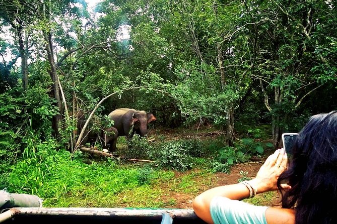 Safari Tour at Minneriya National Park - What group size and private touring changes