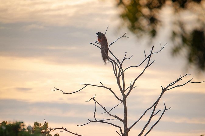 Safari tours in Udawalawa - Why Udawalawe is such a solid choice for a half-day