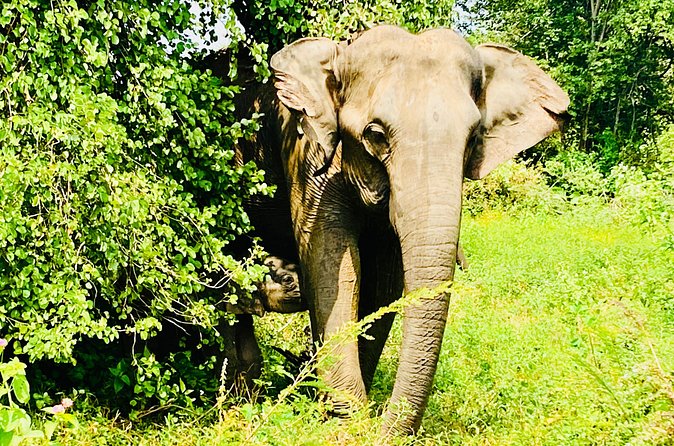 Safari tours in Udawalawa - Your guide matters more than you think