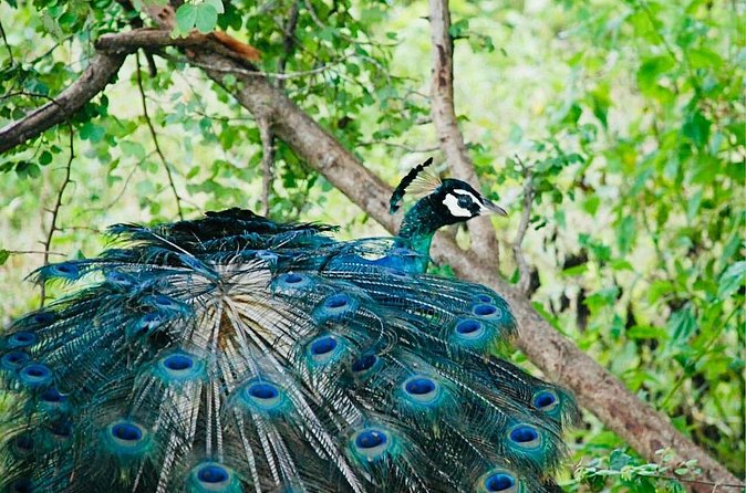Safari tours in Udawalawa - Timing your four hours for the best odds