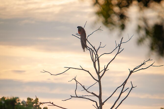 Safari tours in Udawalawa - What you can realistically expect to spot