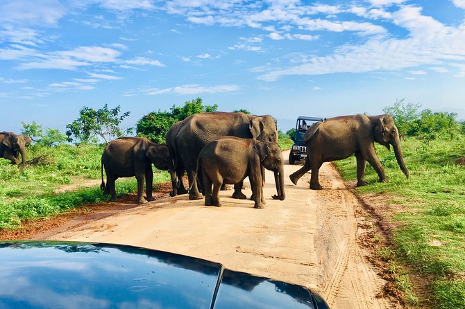 Safari with Sheran Udawalawe National Park - Udawalawe National Park, and why this safari format works
