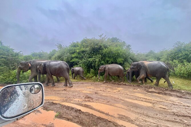 Safari with Sheran Udawalawe National Park - Price and entrance fees: what $22 really covers