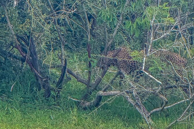 Safari with Sheran Udawalawe National Park - Binoculars, bird books, and the best ways to actually see more