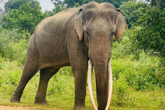 Safari with Sheran Udawalawe National Park - Who this safari is best for