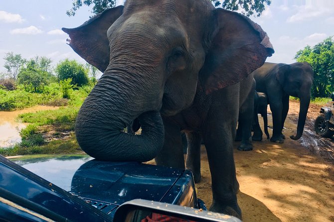 Safari with Sheran Udawalawe National Park - Should you book Safari with Sheran in Udawalawe?