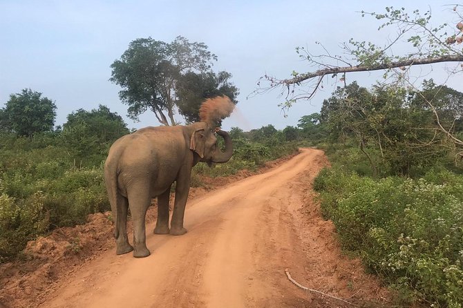 Safari with Sheran Udawalawe National Park - FAQ