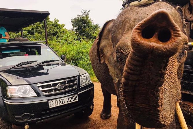 Safari with Sheran Udawalawe National Park - Your 4x4 off-road ride with Sheran: what to expect in practice