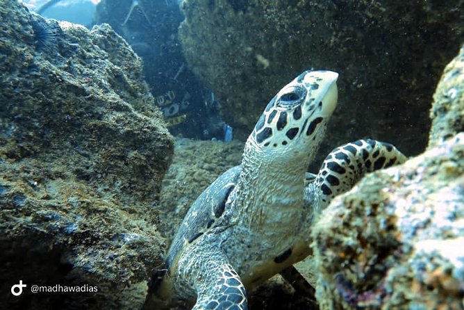 Scuba Diving at Unawatuna - The Rating Story: Why People Rate It 5 Stars