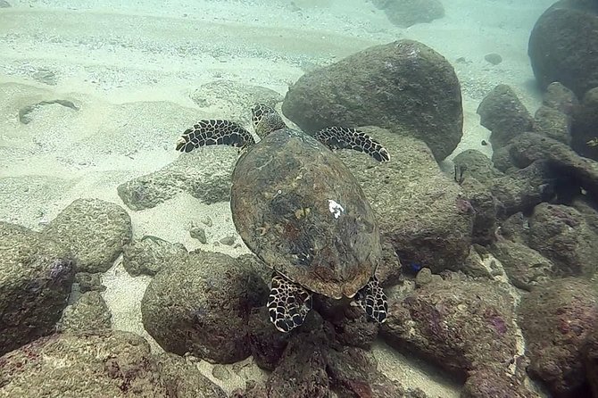 Scuba Diving at Unawatuna - Who Should Book This Unawatuna Underwater Session