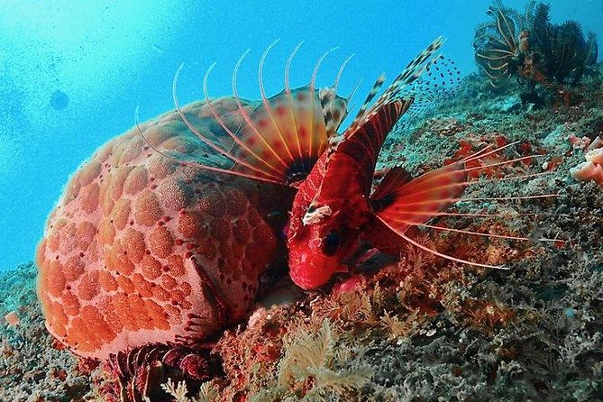 Scuba Diving For Beginners - Negombo on the listing, Unawatuna in real life