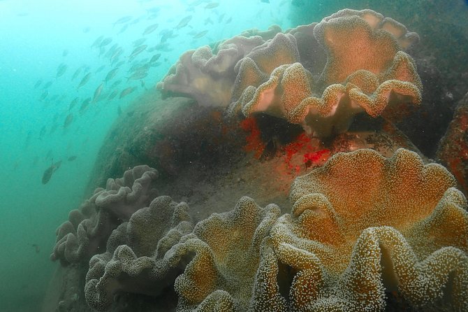 Scuba Diving For Beginners - Who this is best for (and who should choose something else)