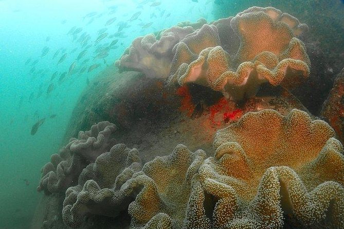 Scuba Diving For Beginners - The 8:30 or 1:30 flow, before you ever hit open water