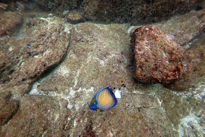 Scuba Diving in Mirissa - Key things to know before you go