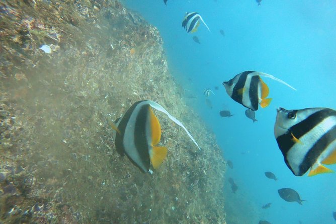 Scuba Diving in Mirissa - Why Kotapola off Mirissa is a smart base for your scuba session