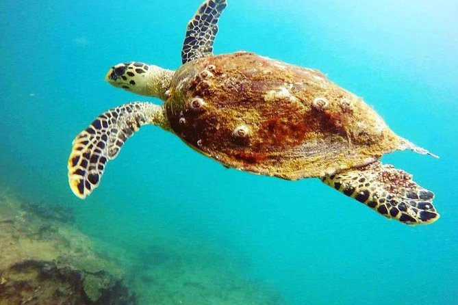Scuba Diving in Mirissa - Reef, rock, and wreck sites with marine life at different scales
