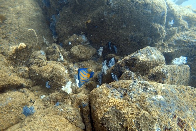 Scuba Diving in Mirissa - Who should book this, and who should think twice