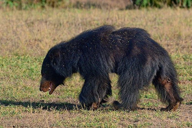 Shore Excursion Hambantota Port to Yala Safari and Come back(All Inclusive) - Timing Tips for a Short Shore Day (So You Don’t Lose Safari Minutes)