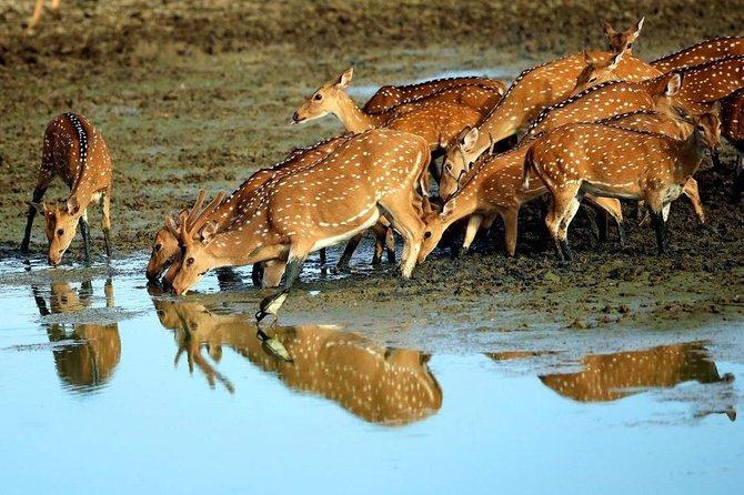Shore Excursion Hambantota Port to Yala Safari and Come back(All Inclusive) - Hambantota Port Pickup: The Part That Can Make or Break Your Day