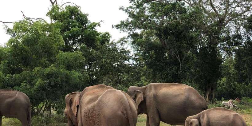 Sigiriya and Dambulla Private Full-Day Tour - Minneriya National Park: the elephant safari that defines the day