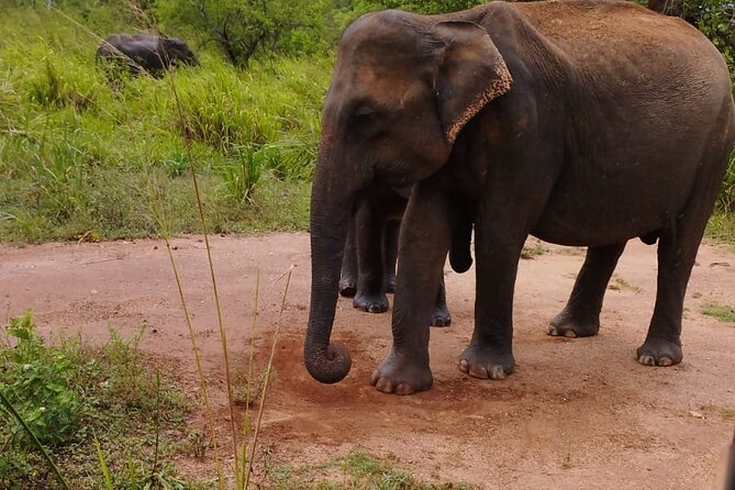 Sigiriya, Dambulla and Minneriya National Park Private Tour In - Private transportation from Kandy: comfort, timing, and real logistics