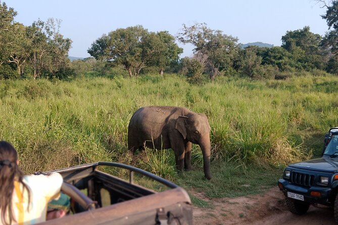 Sigiriya Dambulla Wonders Day Trip from Kandy - Minneriya National Park Safari Chance for Elephant Sightings