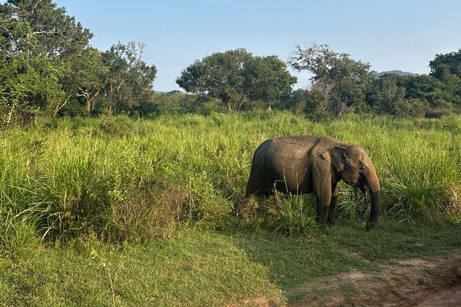 Sigiriya Dambulla Wonders Day Trip from Kandy - Who This Trip Suits Best (And Who Might Want Something Else)