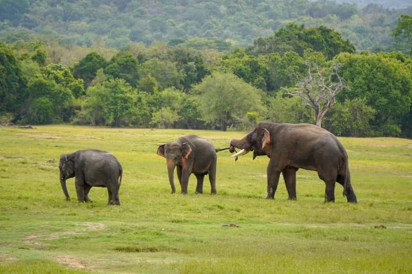Sigiriya Lion Rock Hike & Minneriya National Park Safari - Quick takeaways