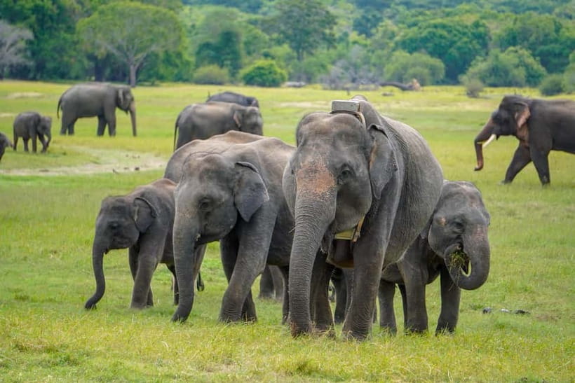 Sigiriya Lion Rock Hike & Minneriya National Park Safari - Sigiriya and Minneriya in one long day