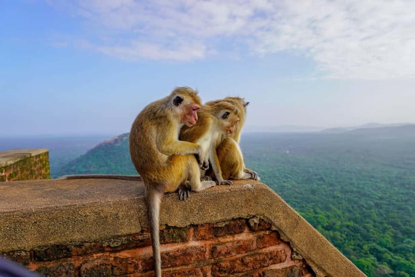 Sigiriya Lion Rock Hike & Minneriya National Park Safari - Between activities: your lunch break, and what to budget