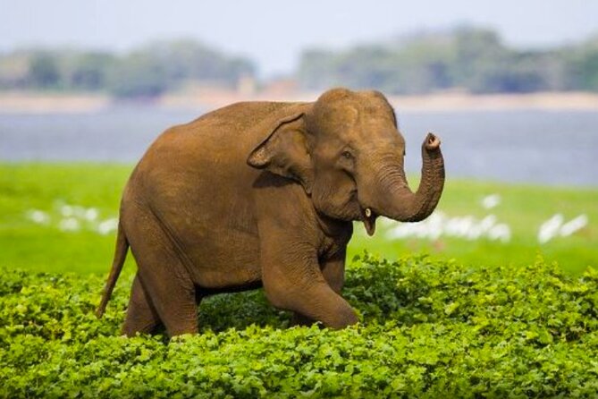 Sigiriya Rock & Cave Temple with Jeep Safari Private Day Trip - Key Highlights at a Glance