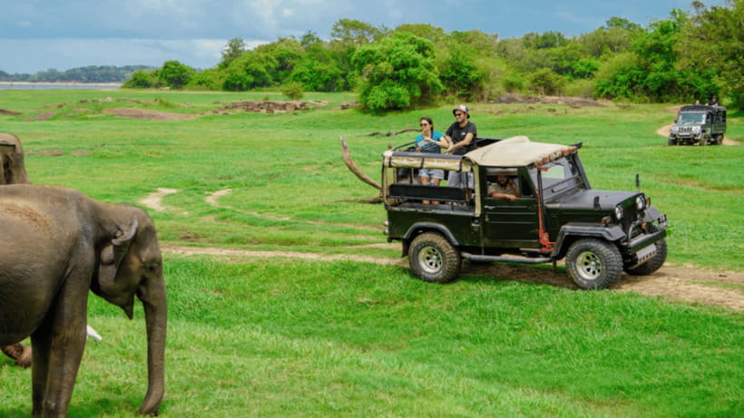 Sigiriya Rock Hike & Minneriya Elephant Safari – Day Tour - Minneriya National Park safari: the wildlife window that makes the day